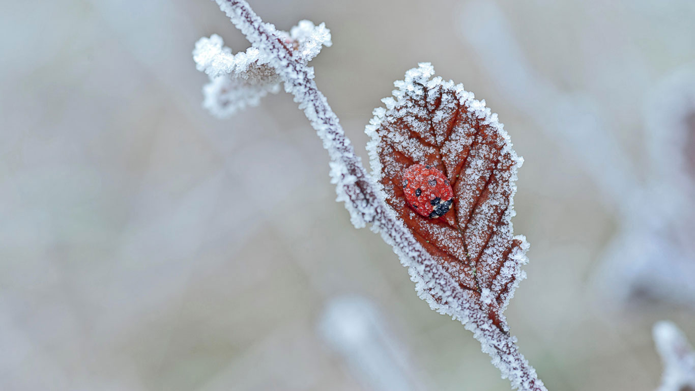 一只冬眠的瓢虫，英国特温 (© James Pearce/Alamy)(Bing China)