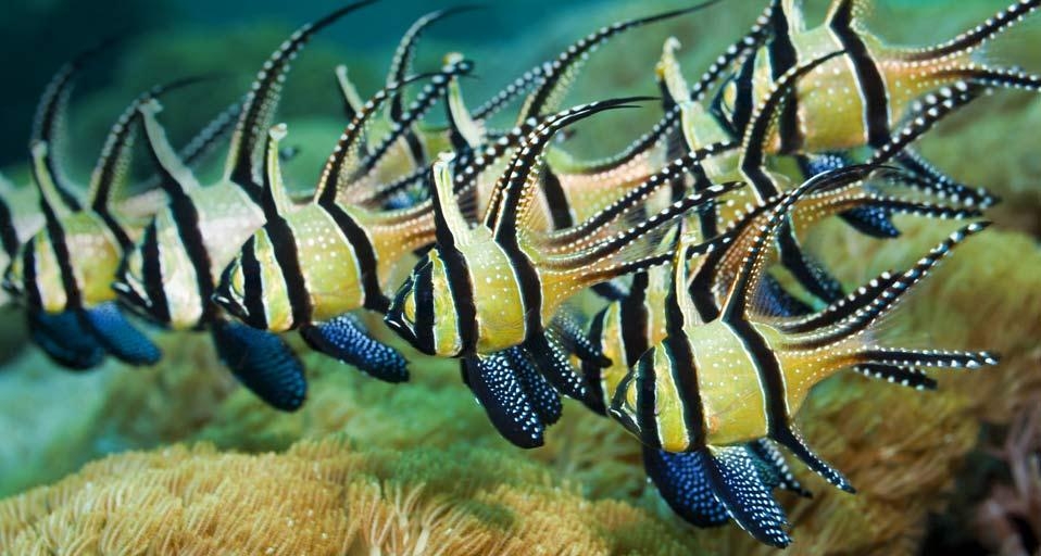 Banggai Cardinalfish, Lembeh Strait, North Sulawesi, Indonesia (© Daniela Dirscherl/age fotostock) &copy; (Bing Canada)