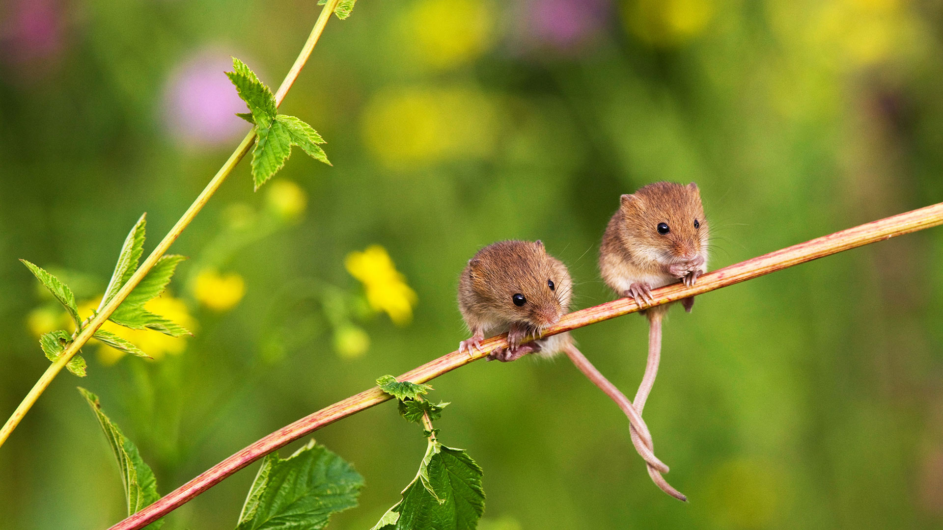 Souris des moissons installées sur une branche, queues entrelacées pour rester en équilibre, France (© Klein and Hubert/Minden Pictures)(Bing France)