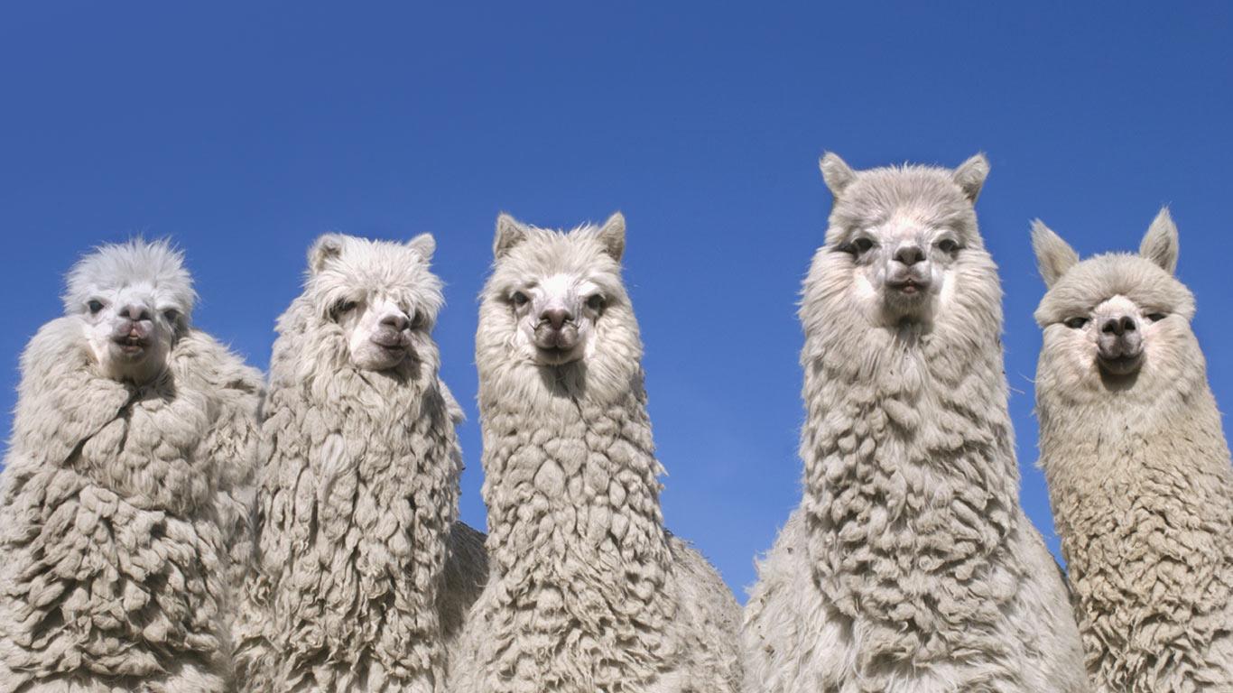 Alpacas near the base of Cotopaxi Volcano, Ecuador (© Steve Bloom Images/Alamy)(Bing Canada)
