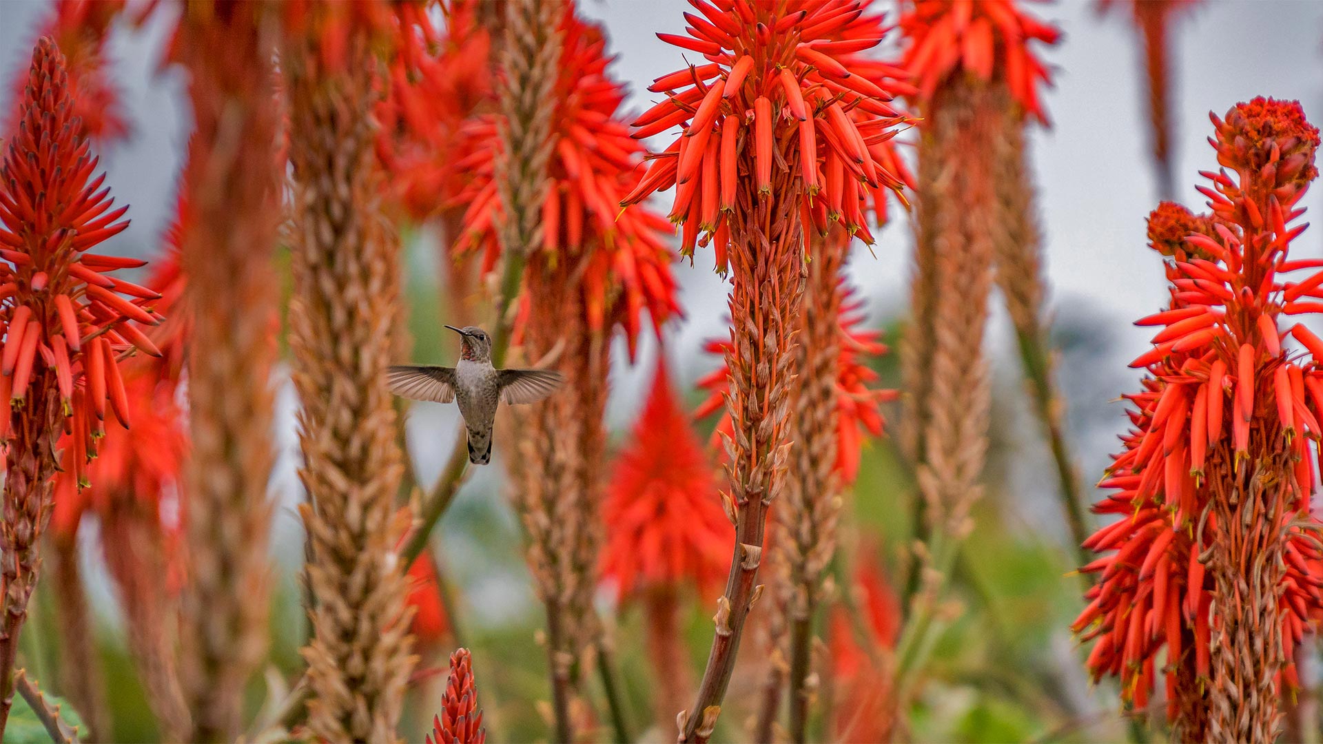 一只蜂鸟盘旋在盛开的芦荟花丛中，加利福尼亚拉古纳海滩 (© Aurora Photos/Offset)(Bing China)