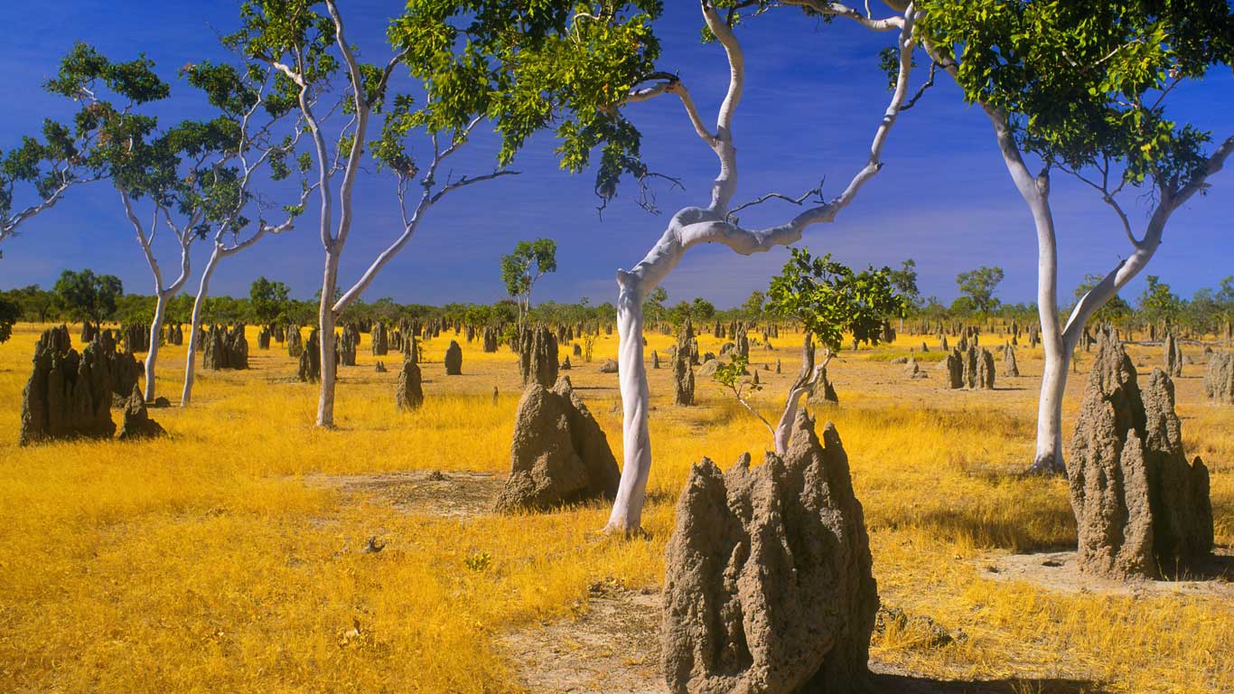 Termite mounds and snappy gums in savannah grassland, Gulf Country, Queensland, Australia (© Bill Bachman/Alamy)(Bing Canada)