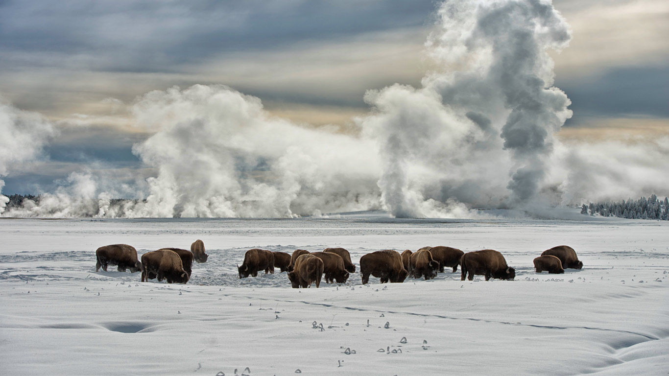 怀俄明州黄石国家公园，在喷泉区过冬的北美野牛 (© Jeff Vanuga/Corbis)(Bing China)