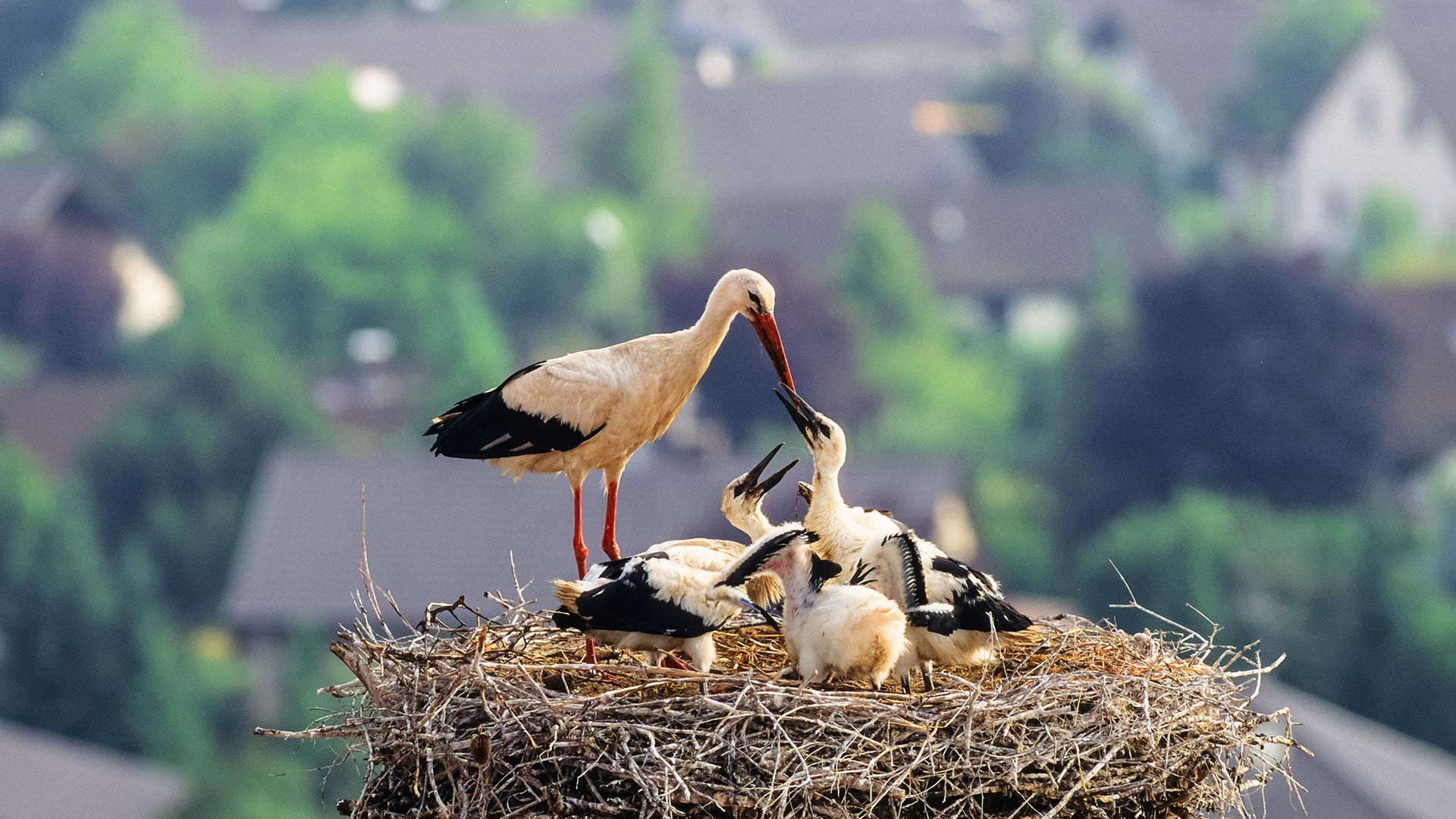 Weißstorch mit Küken im Nest, Deutschland (© Konrad Wothe/Minden Pictures)(Bing Deutschland)