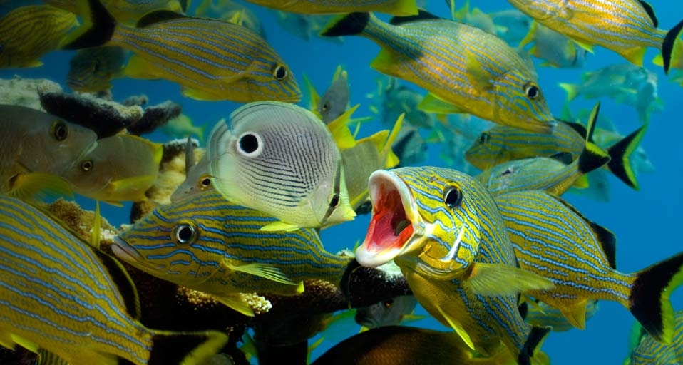 佛罗里达群岛海洋保护区 -- Stephen Frink/Corbis &copy; (Bing China)