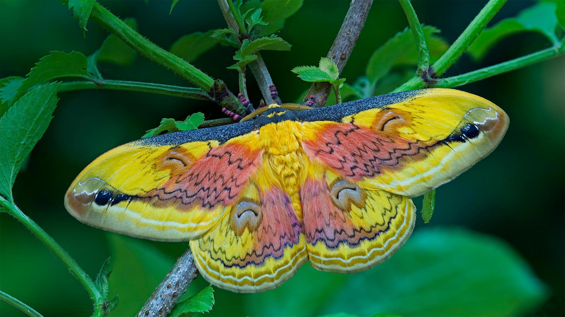 A Loepa oberthuri moth (© Robert Thompson/Minden Pictures)(Bing China)