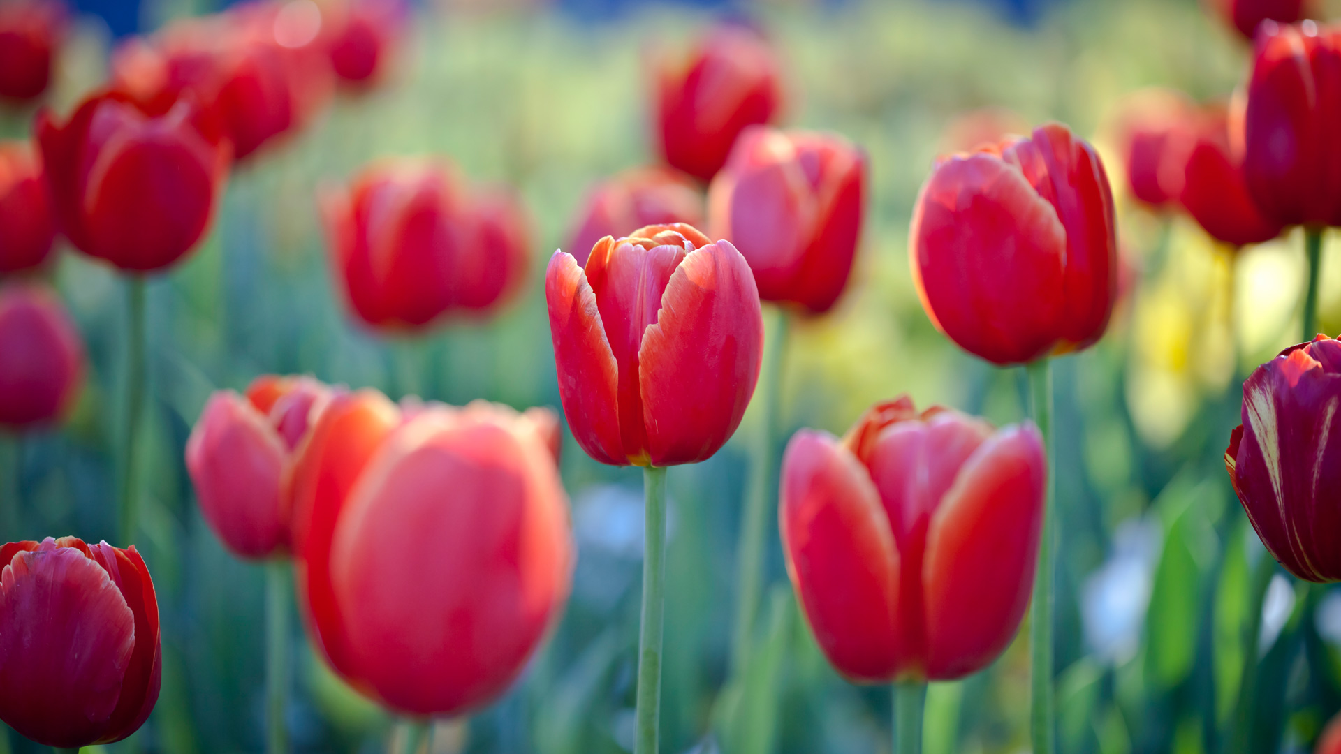 Red tulips at Floriade flower and entertainment festival, Canberra (© Jenny Dettrick/Getty Images)(Bing Australia)