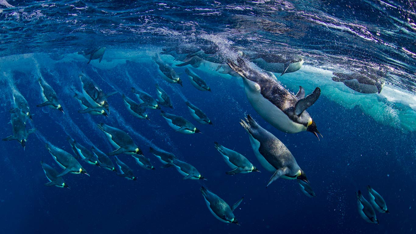罗斯海中的帝企鹅，南极洲 (© Paul Nicklen/Getty Images)(Bing China)