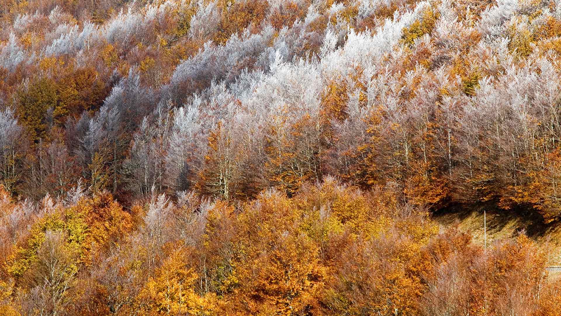 Les Cévennes entre deux saisons (© Yann Guichaoua/Age Fotostock)(Bing France)