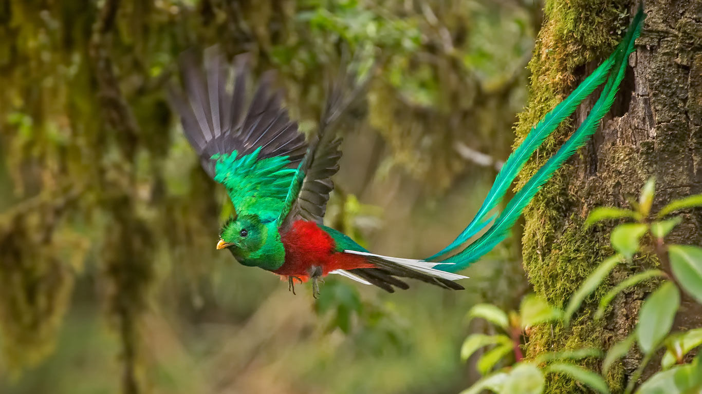 雄性凤尾绿咬鹃，哥斯达黎加 (© mallardg500/Getty Images)(Bing China)