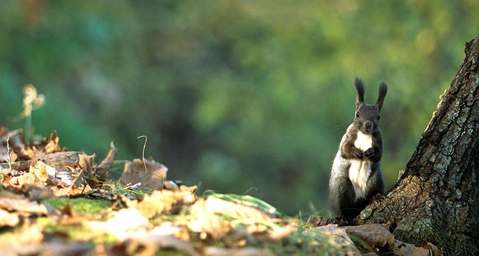 Hokkaido Squirrel (© Datacraft/UIG/age fotostock) &copy; (Bing Canada)
