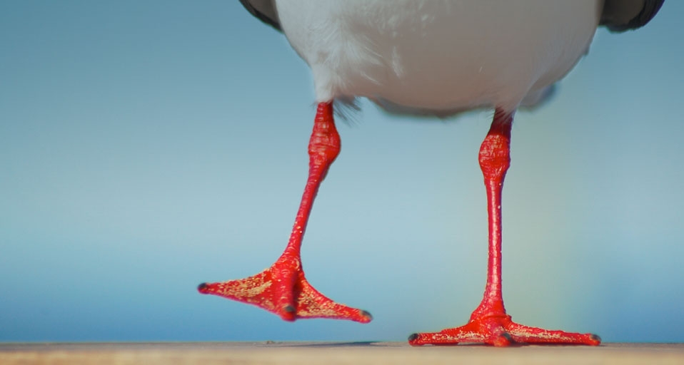 Seagull with bright red legs at the beach -- AussieDingo-Lyndon M/Flickr/Getty Images &copy; (Bing Australia)