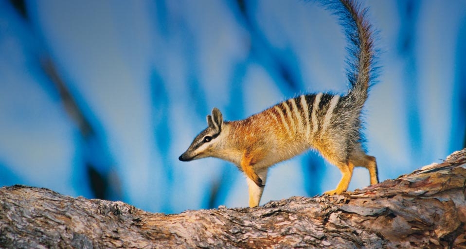 Numbat walking along a log -- Steve Parish Publishing/Corbis &copy; (Bing Canada)