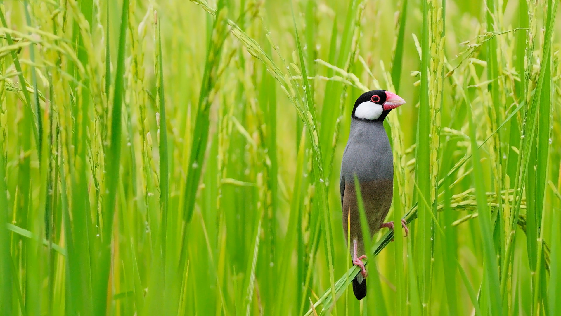｢田んぼの文鳥｣タイ, バンコク (© PanuRuangjan/Getty Images)(Bing Japan)