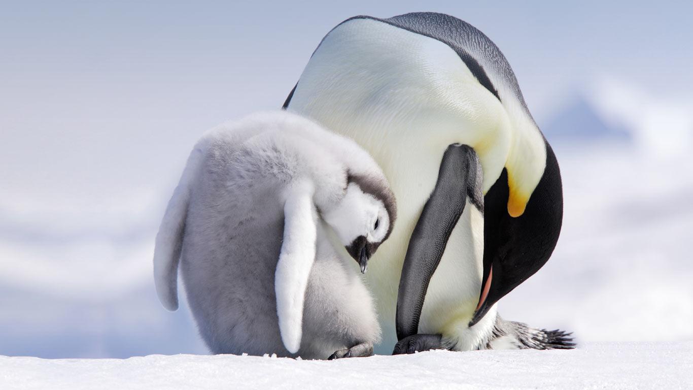正在用喙梳理毛发的成年帝企鹅和幼崽 (© WILDLIFE GmbH/Alamy)(Bing China)