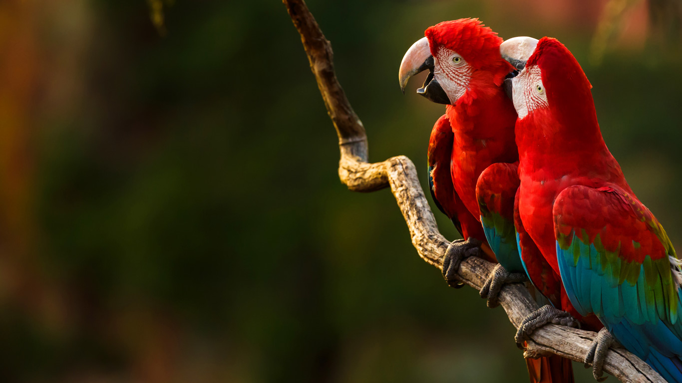 Pair of red-and-green macaws perching on a tree branch, Buraco das Araras, Mato Grosso do Sul, Brazil (© Edson Vandeira/Getty Images)(Bing New Zealand)
