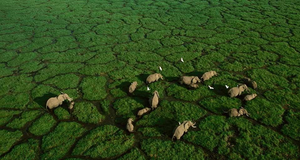 肯尼亚安波塞利国家公园的大象 (© George Steinmetz/Corbis) &copy; (Bing China)