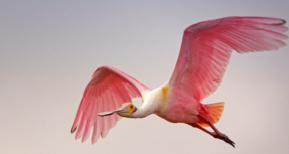 正在空中飞翔的玫瑰色琵鹭-- Jack Milchanowski/Photolibrary &copy; (Bing China)
