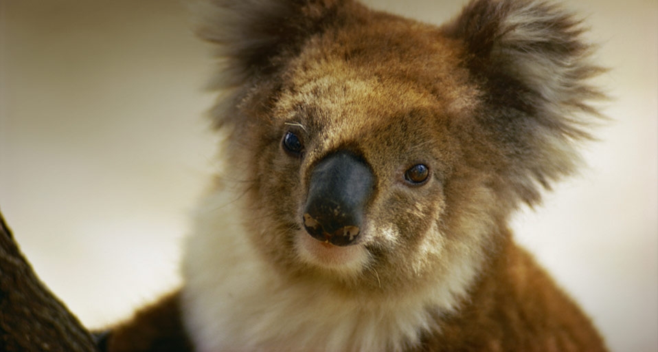 A portrait of a koala -- Joseph J. Scherschel/National Geographic/Getty Images &copy; (Bing Australia)