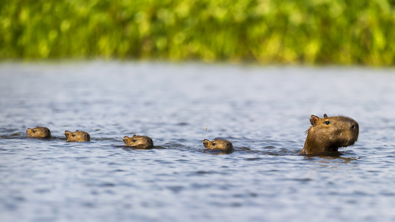 ｢カピバラ家族｣ブラジル, パラグアイ川 (© Nick Garbutt/Minden Pictures)(Bing Japan)