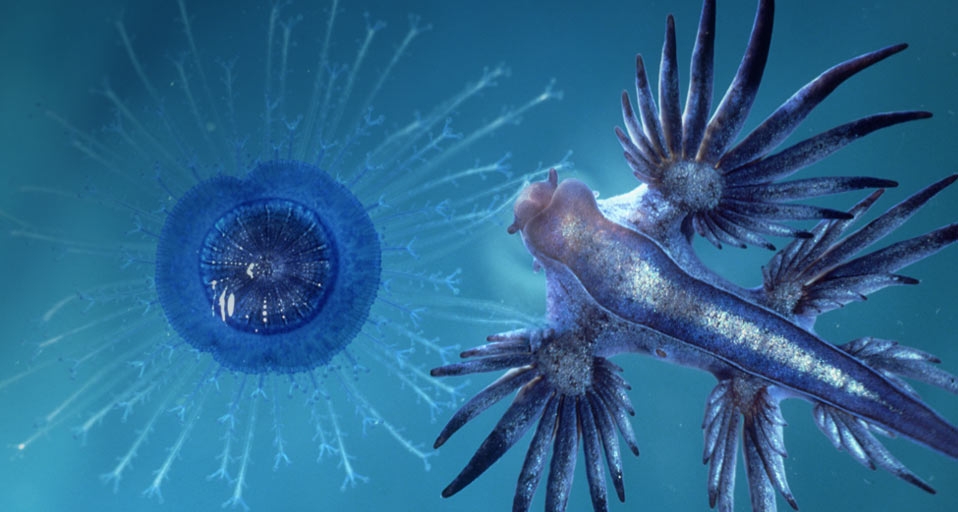 Glaucus Atlanticus sea slug eating Porpita Bermuda -- Oxford Scientific/Getty Images &copy; (Bing Australia)
