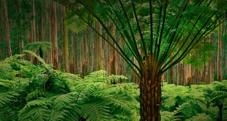 Soft tree ferns in the eucalyptus forest of Dandenong Ranges National Park, Australia -- Frans Lanting/Corbis &copy; (Bing Canada)