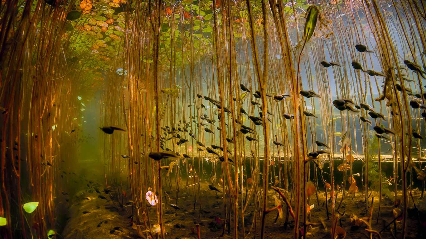 Kaulquappen im  Cedar Lake, nahe dem Campbell River auf Vancouver Island, British Columbia (© Eiko Jones Photography)(Bing Deutschland)