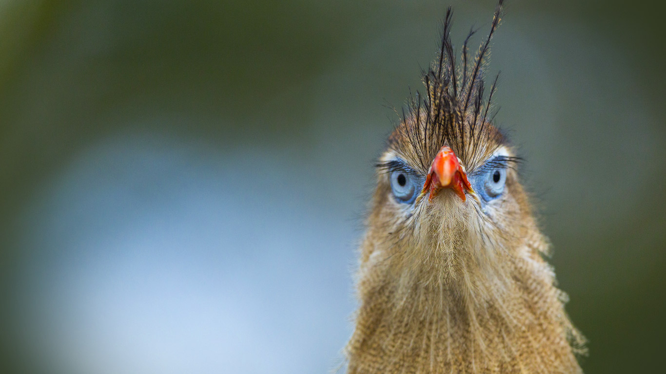 荷兰阿培尔顿，猴山动物园的红腿叫鹤 (© Juan Carlos Muñoz/age fotostock)(Bing China)