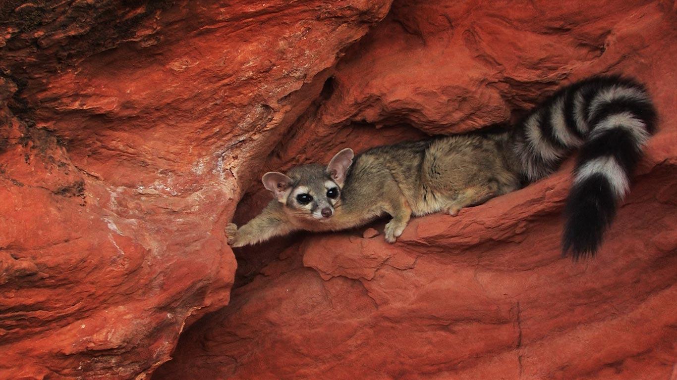 美国犹他州的环尾猫 (© Getty Images)(Bing China)