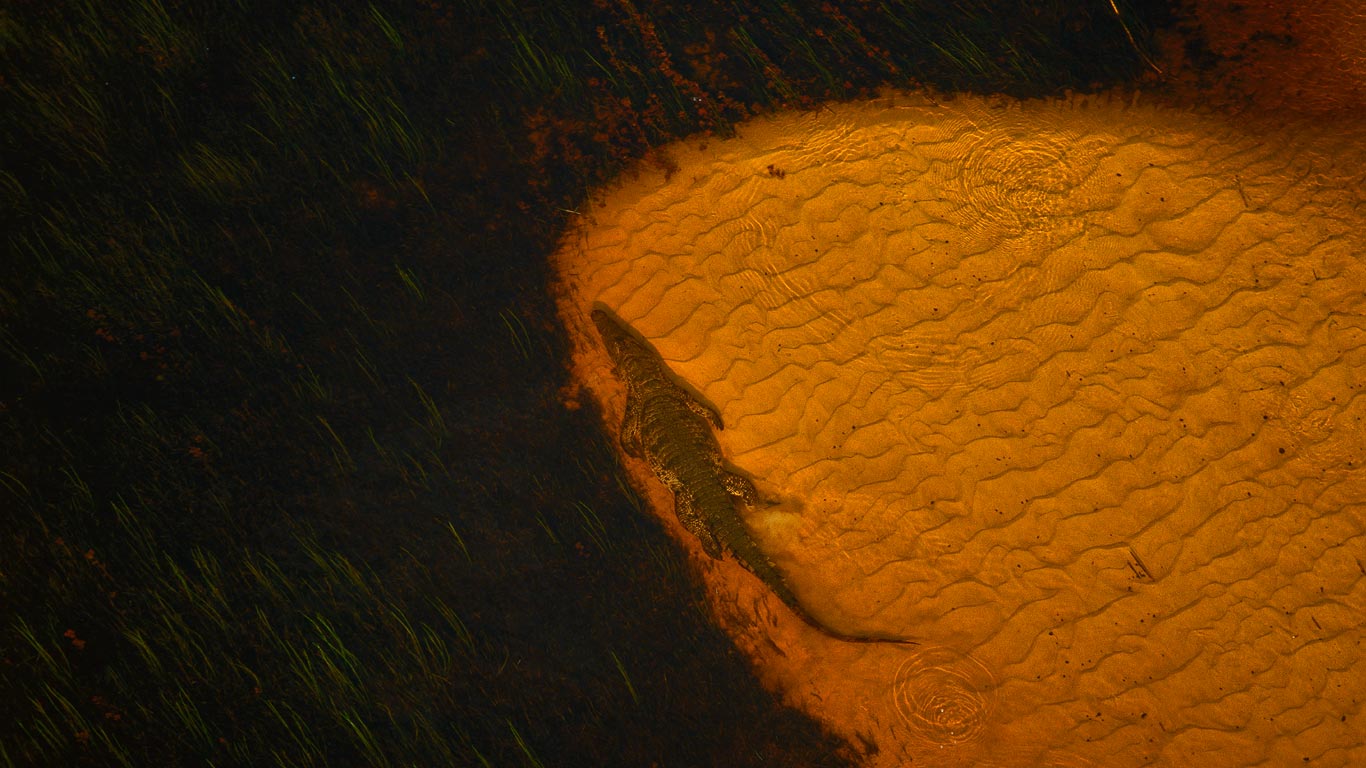 博茨瓦纳，奥卡万戈三角洲，尼罗鳄 (© Richard Du Toit/Minden Pictures)(Bing China)