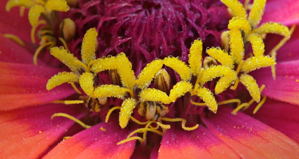 缅因州的百日草的花 -- Adam Jones/Visuals Unlimited/Corbis &copy; (Bing China)