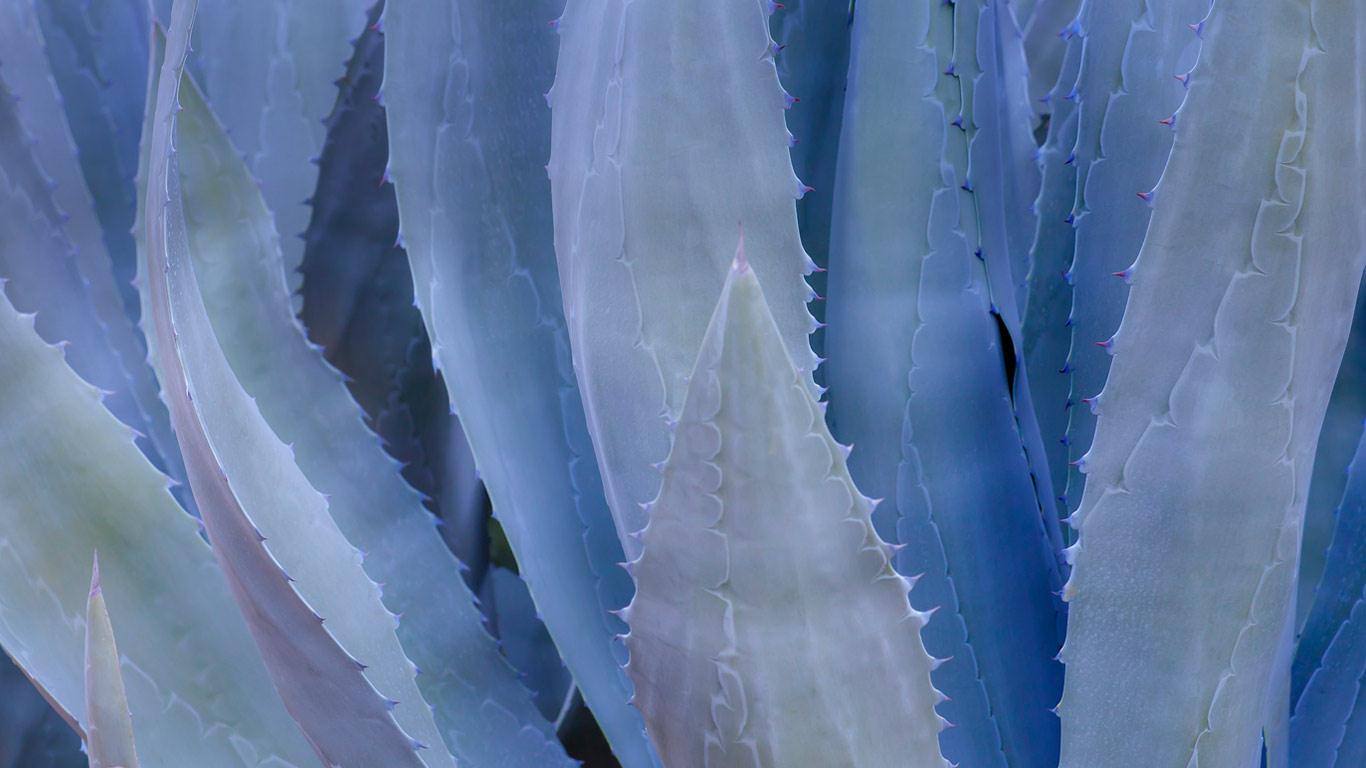 Close-up of a blue agave plant (© Don Paulson Photography/Superstock)(Bing Canada)