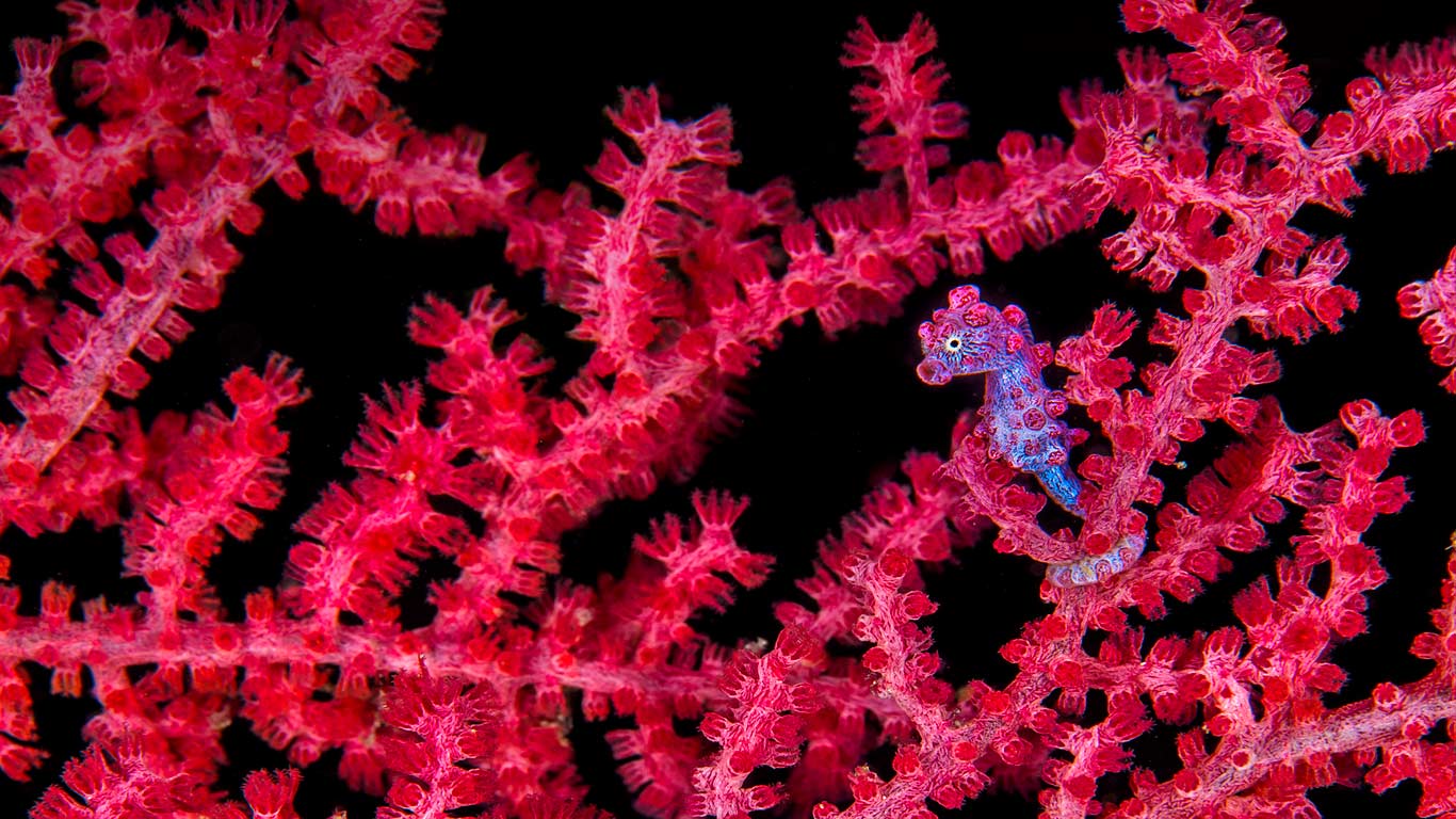 A pygmy seahorse hiding in a sea fan (© NPL/Minden Pictures)(Bing Canada)