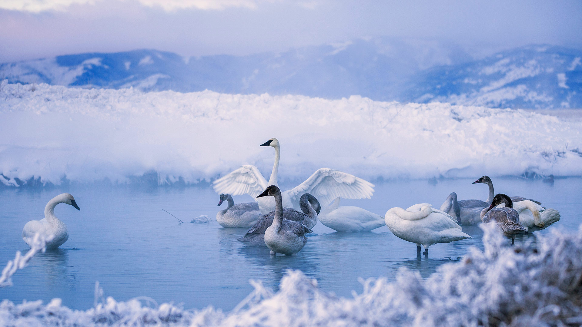 凯利温泉中的黑嘴天鹅，怀俄明州 (© DEEPOL by plainpicture)(Bing China)