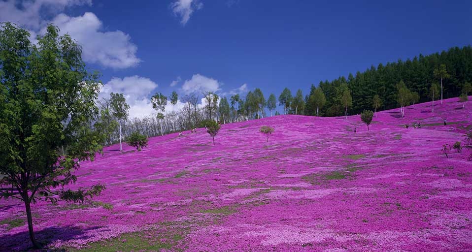 日本北海道的泷上芝樱公园 -- JTB Photo/Japan Travel Bureau/Photolibrary &copy; (Bing China)