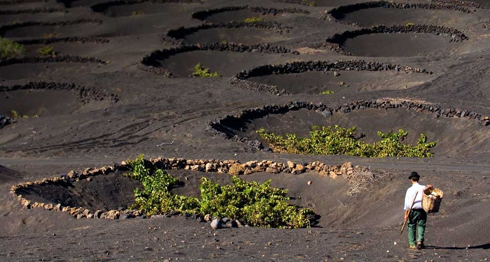 Vineyards growing in volcanic ash in La Geria on Lanzarote Island in the Canary Islands, Spain -- Marc Dozier/Corbis &copy; (Bing Canada)