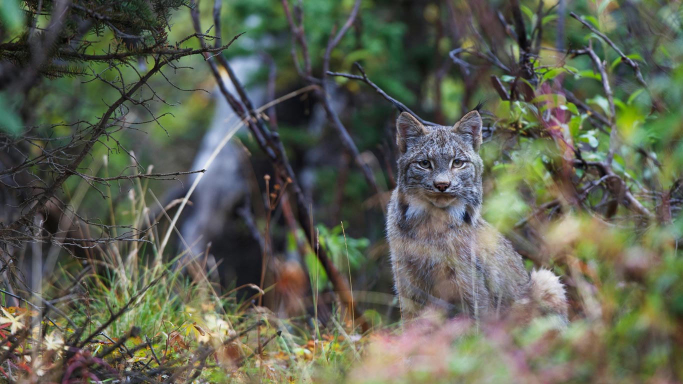 迪纳利国家公园内的加拿大猞猁，美国阿拉斯加州 (© Design Pics Inc./Alamy)(Bing China)
