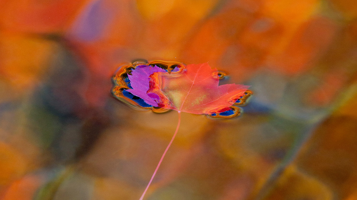 彩色池里的红色枫叶，加拿大魁北克省 (© Gilles Delisle/Jaynes Gallery/DanitaDelimont.com)(Bing China)