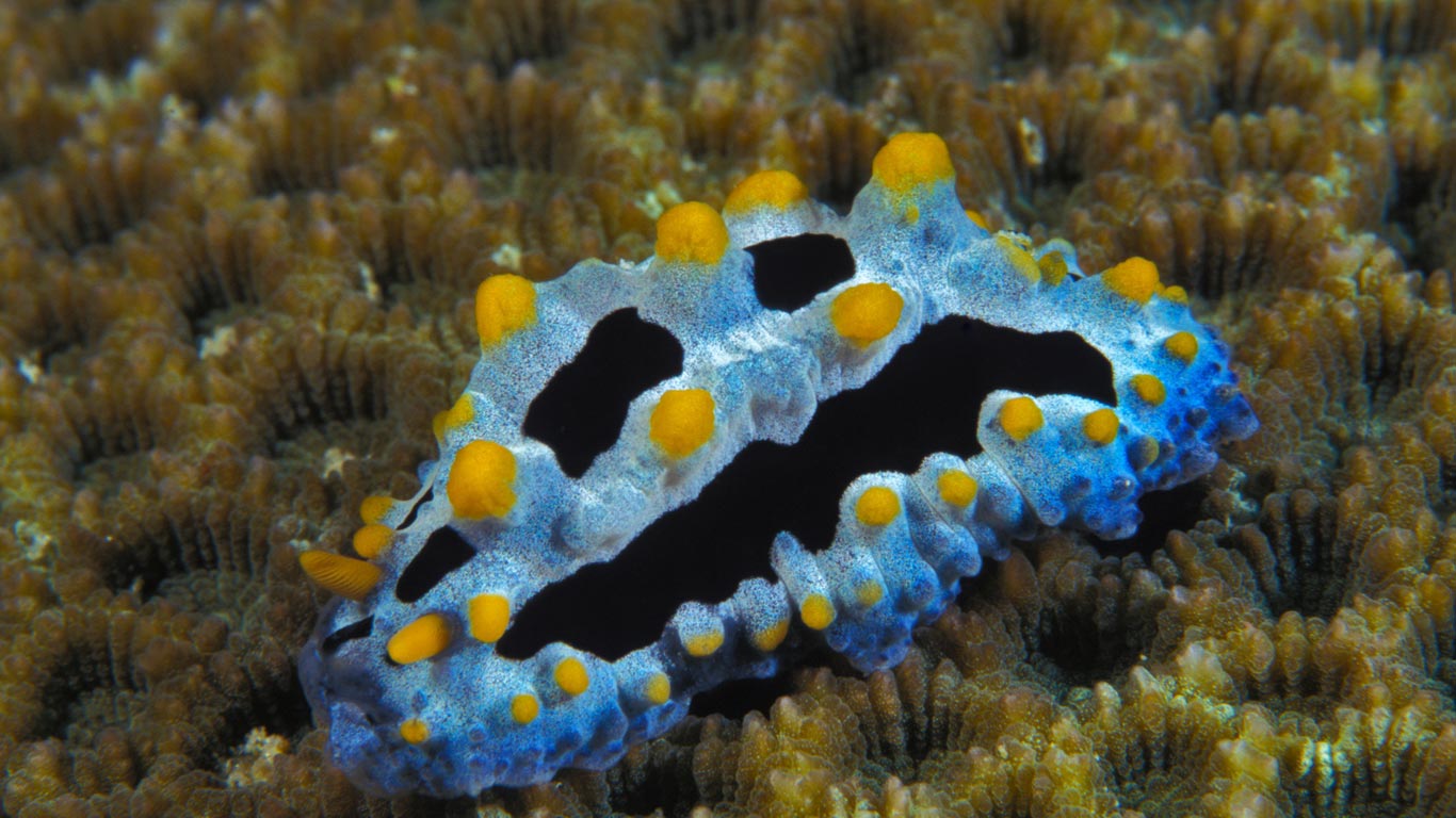 Phyllidia coelestis, a sea slug (© Jurgen Freund/Aurora Photos)(Bing United States)