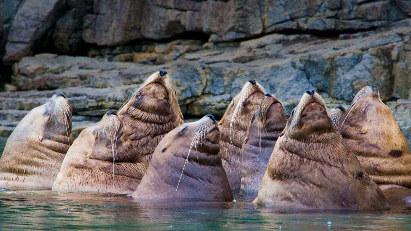 Stellar sea lion convention in British Columbia, Canada (© Richard McManus/Flickr/Getty Images)(Bing Canada)