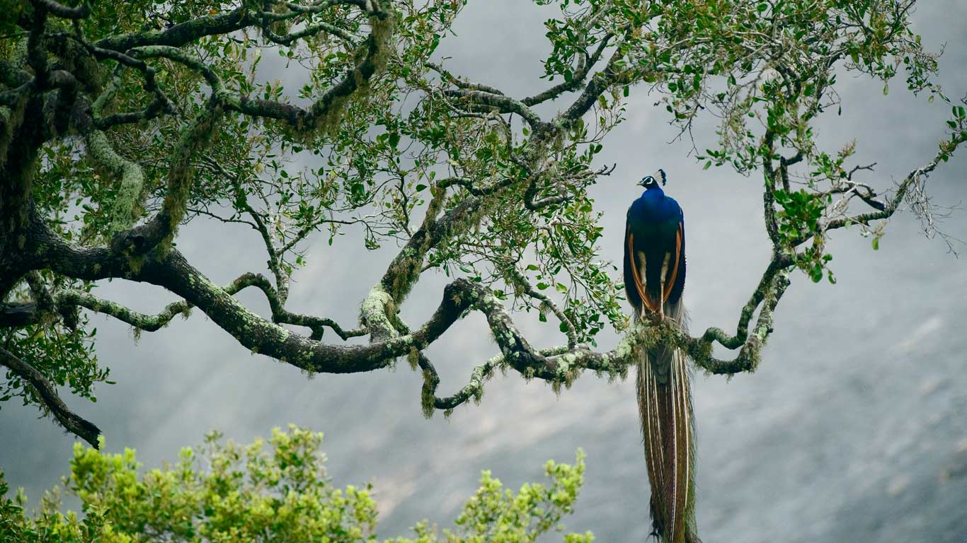 斯里兰卡，雅拉国家公园的蓝孔雀 (© Kevin Schafer/Minden Pictures)(Bing China)
