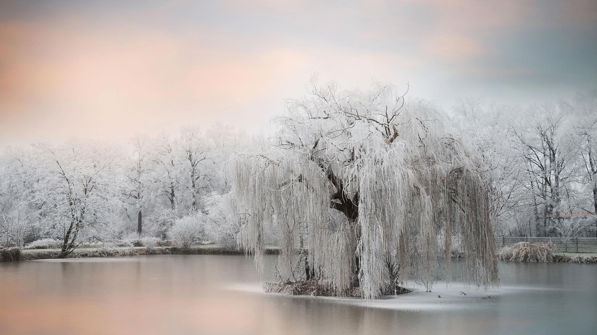 池塘边结了冰的树 (© Philippe Sainte-Laudy Photography/Getty Images)(Bing China)