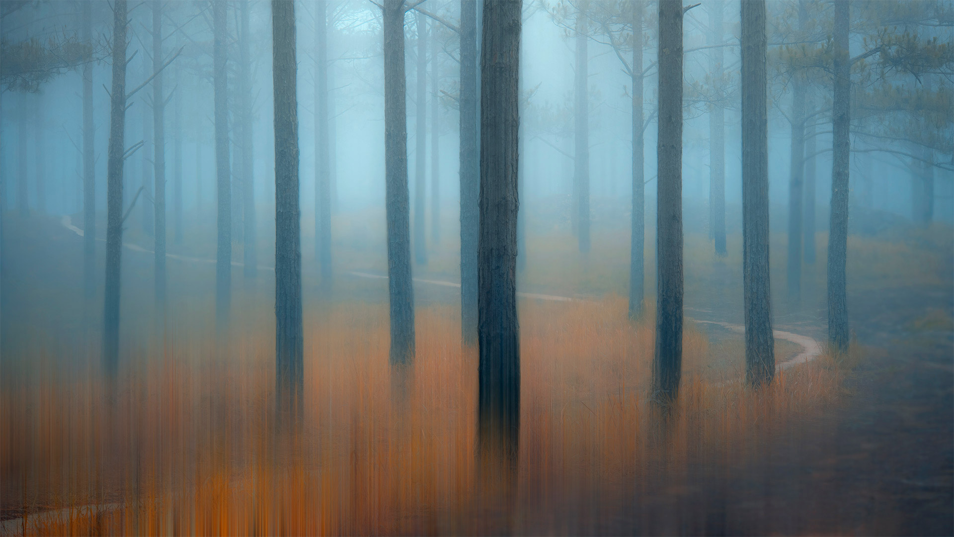 薄雾笼罩的松树林，越南 (© Thanh Thuy/Moment/Getty Images)(Bing China)