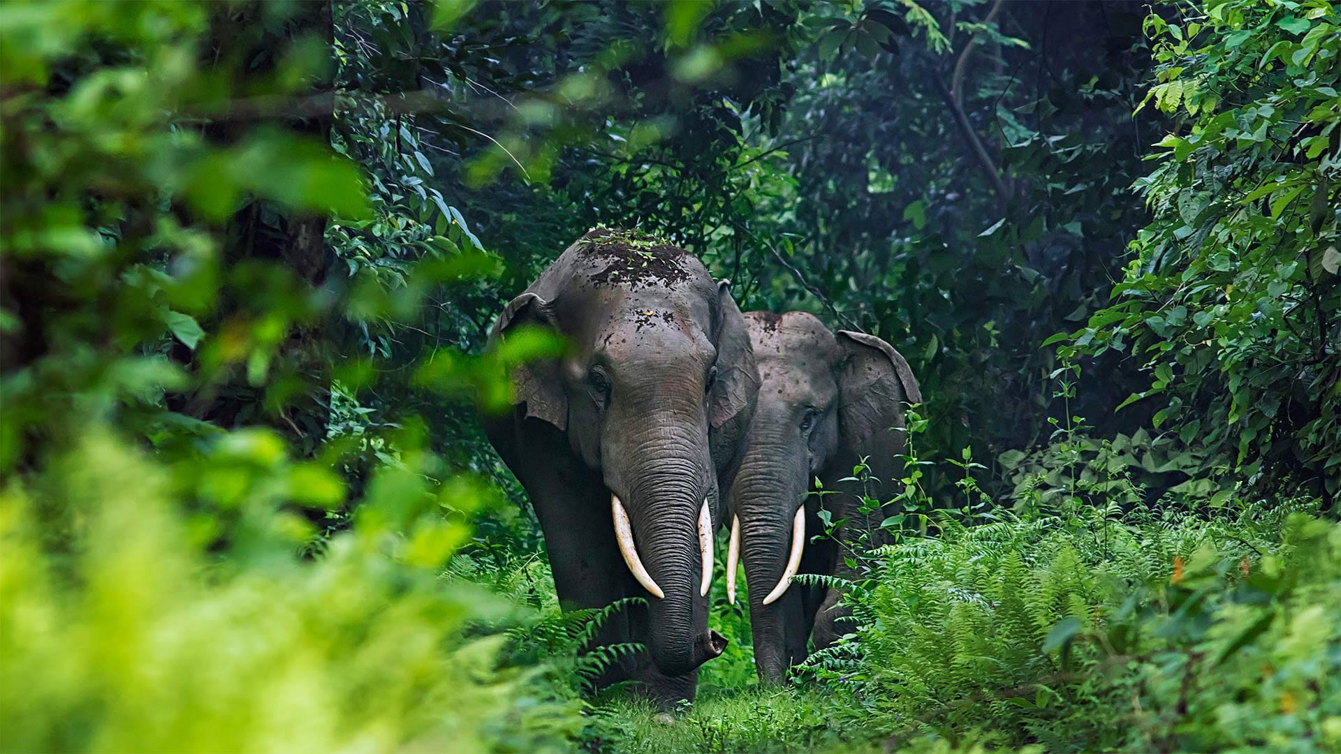 Asian elephants in West Bengal, India (© Avijan Saha/Minden Pictures)(Bing China)
