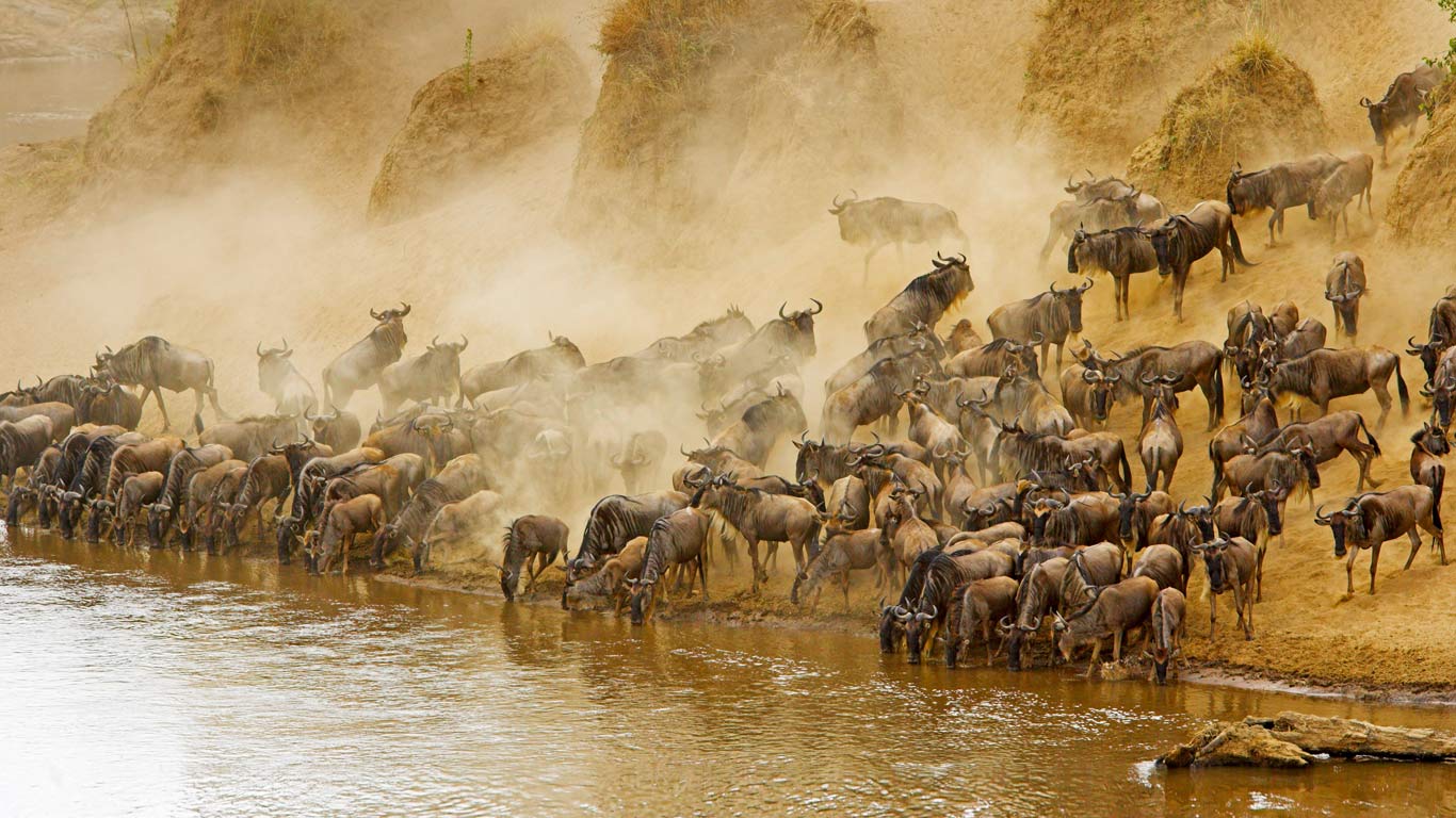 Blue wildebeest herd at the Mara River in Masai Mara National Reserve, Kenya (© Winfried Wisniewski/Corbis)(Bing Canada)