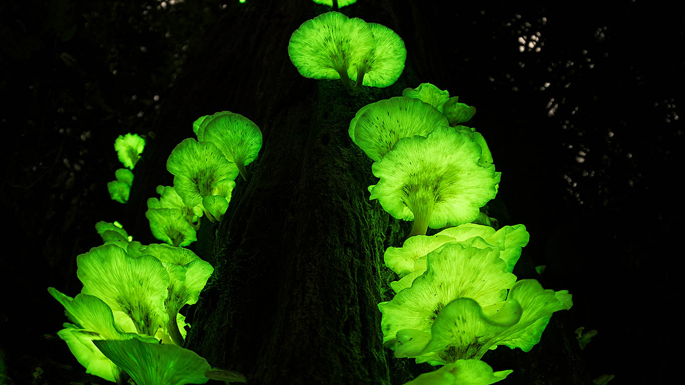 Ghost fungus on a tree in the Atherton Tablelands, Queensland, Australia (© Jurgen Freund/NPL/Minden Pictures)(Bing New Zealand)
