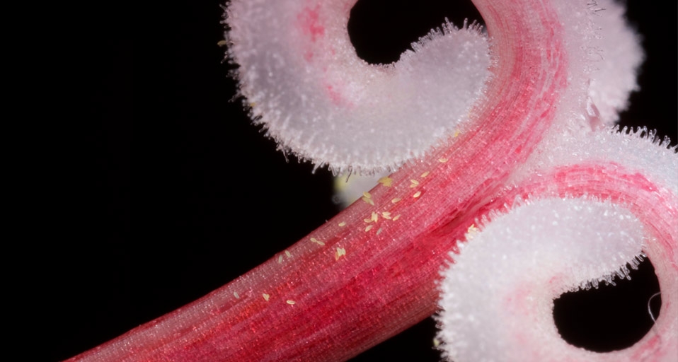 百合雌蕊花粉和柱头特写 -- Joe Petersburger/Corbis &copy; (Bing China)