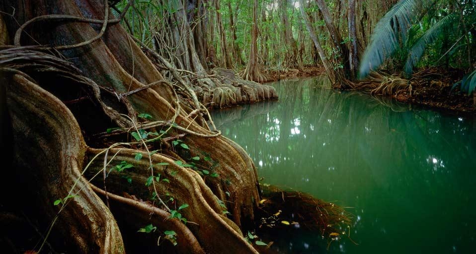 Marigot forest, Dominica (© SIME/eStock Photo) &copy; (Bing Canada)