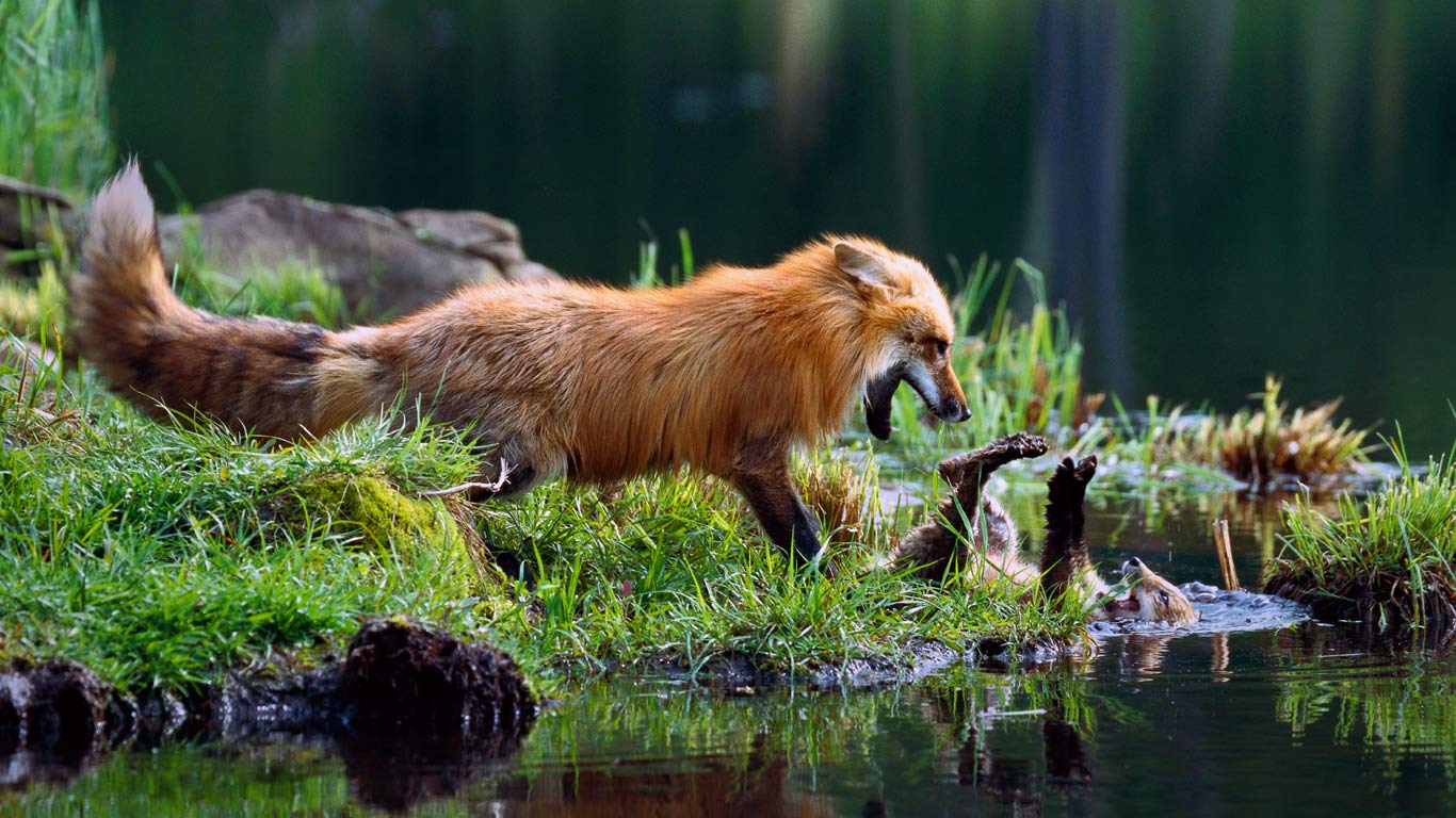 赤狐妈妈在与幼仔玩打斗游戏 (© Konrad Wothe/Minden Pictures)(Bing China)