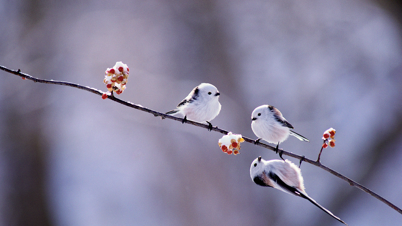 【今日立春】长尾山雀，日本 (© Gouichi Wada/Nature Production/MINDEN PICTURES INC)(Bing China)
